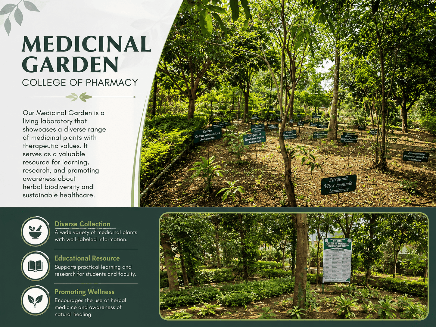 Medicinal Plant Garden